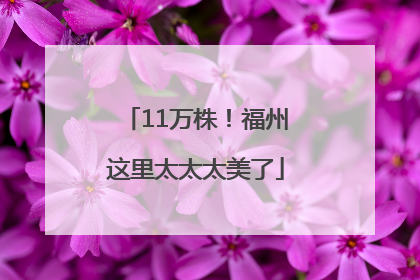 11万株！福州这里太太太美了